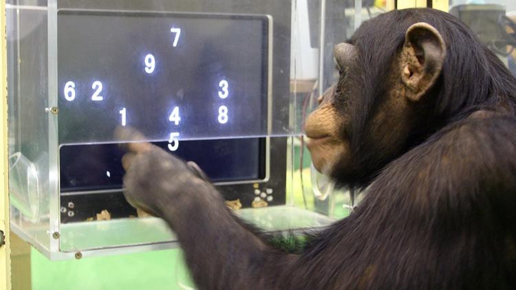 Chimpanzees outperform humans in game