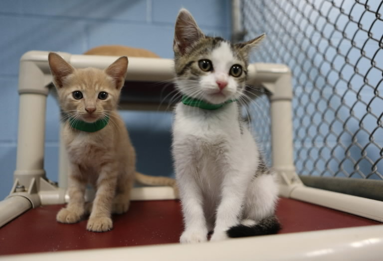 Spay/neuter young pets for only 20 Orlando Sentinel