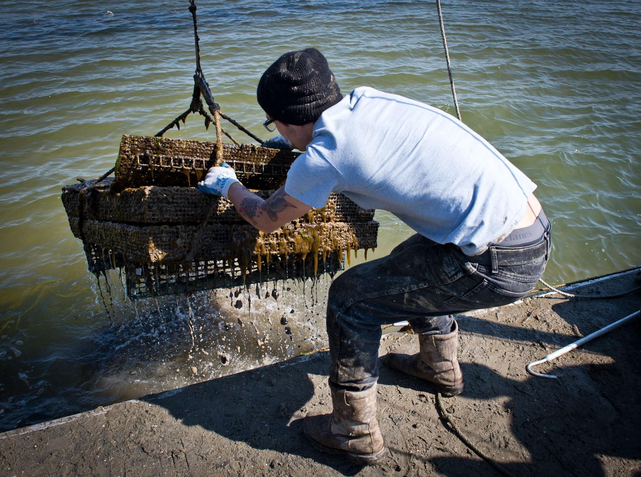 An employee of the Hollywood Oyster company in Maryland pulls oysters out of the water.