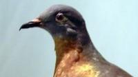 Tale of passenger pigeon extinction may have had natural twist