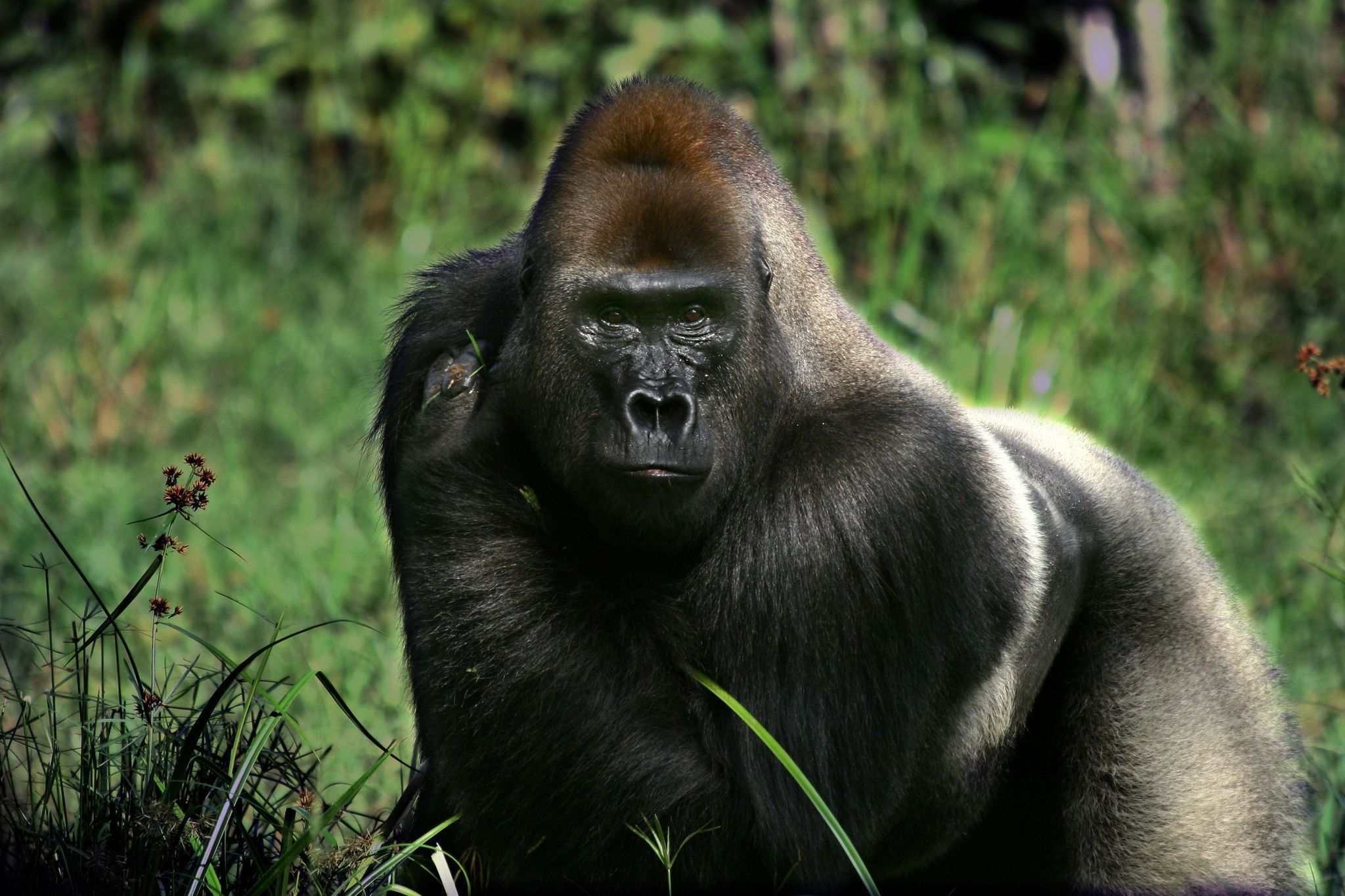 What is the lifespan of a gorilla?