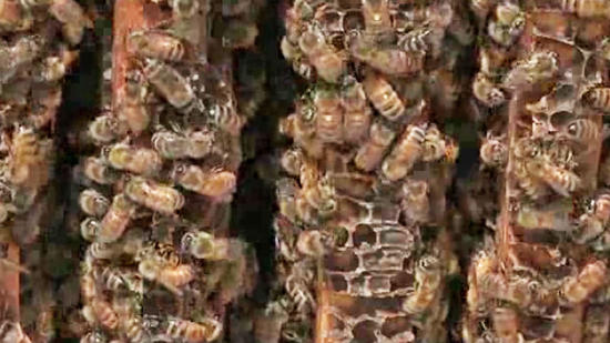 California Drought Stings Honeybees, Beekeepers