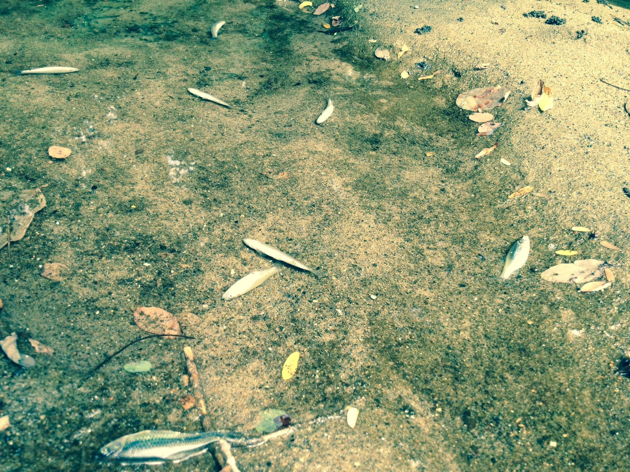 Hundreds of fish reportedly died in Herring Run and one of its tributaries Thursday. Here, a lone live fish swims amid the dead ones.