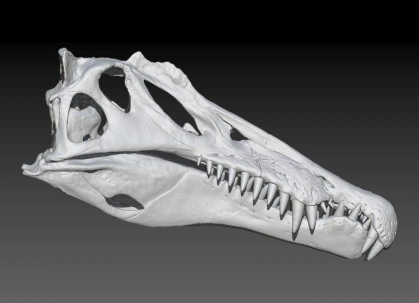 la-spinosaurus-skull-video-20140911