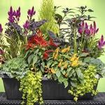 Ditch tired mums, add bold color to fall planters