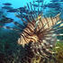 Anatomy of lionfish - Sun Sentinel