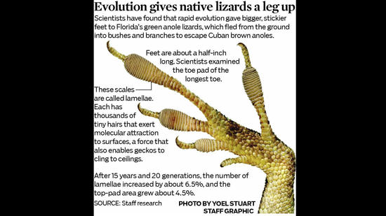 Lizard evolution