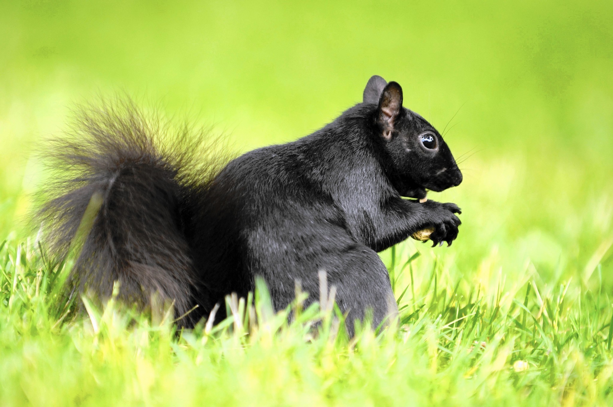 Black Squirrel 54