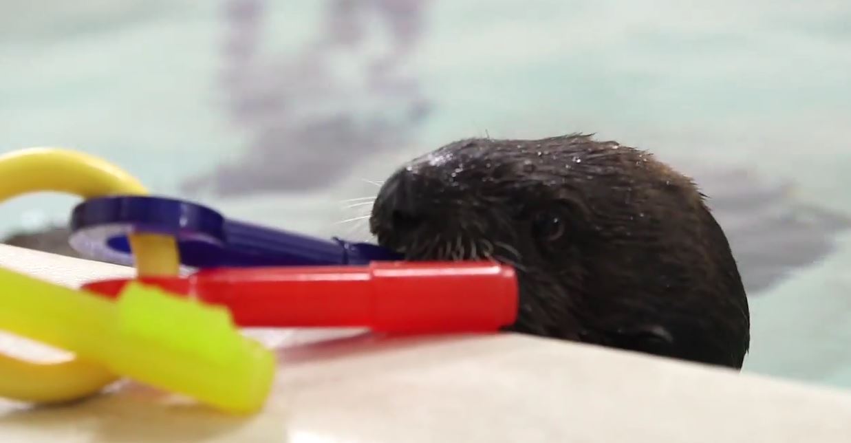 An exclusive visit with Shedd Aquarium's otter pup ...