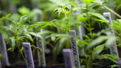 Should the U.S. legalize marijuana?