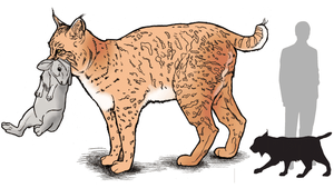 The bobcat: A stealthy predator named for its tail