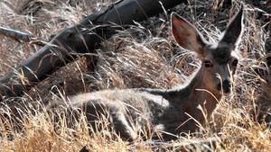 State's drought having pronounced effect on wildlife