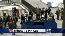 Fans Gather At Banks Statue To Pay Tribute To "Mister Cub"