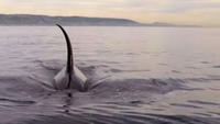 Watch This Paddle-Boarder's Encounter with a Pod of Orcas