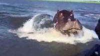 Huge hippo nearly gets boat in Africa