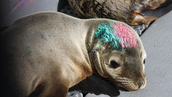 Painted sea lion