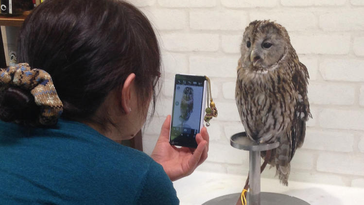Quality time with owls