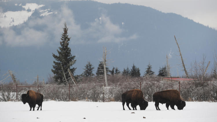 First wood bison head for release in southwest Alaska 750x422