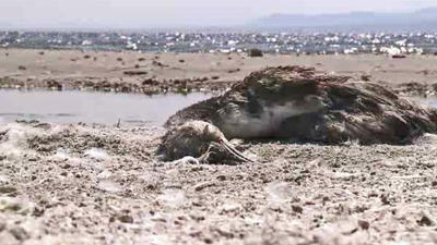 The Salton Sea: a time-bomb amid California drought