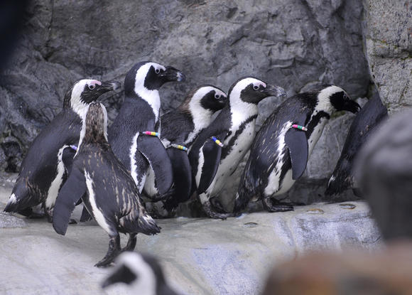 Mystic Aquarium Penguins