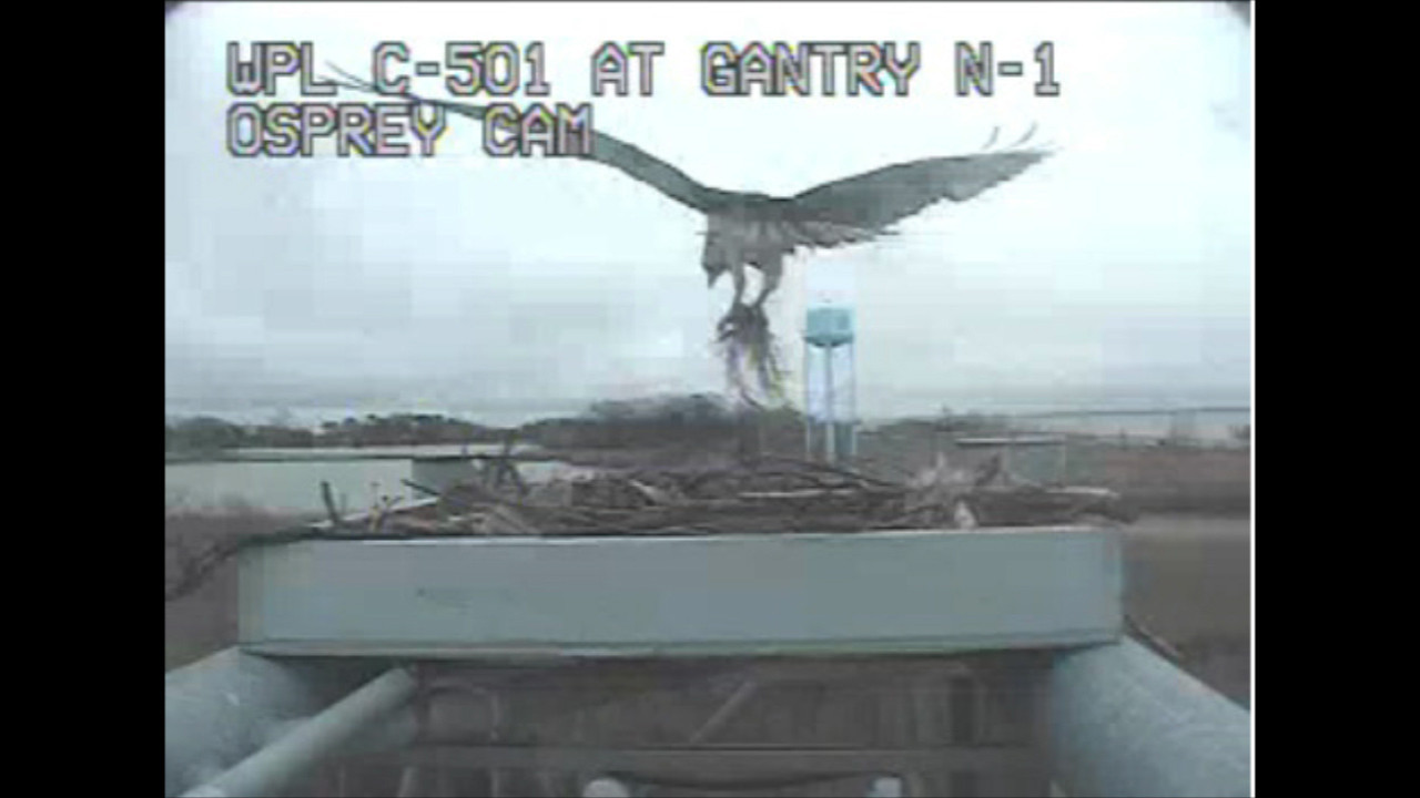 'Osprey cam' is back online'Osprey cam' is back online - Baltimore Sun - 웹