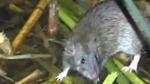 Drought driving rodents into homes