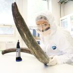Woolly mammoth genome could shed light on extinctions