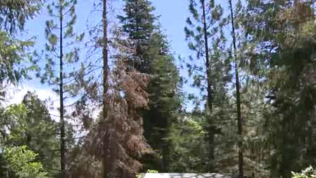 Millions of drought-stricken trees could fuel wildfires