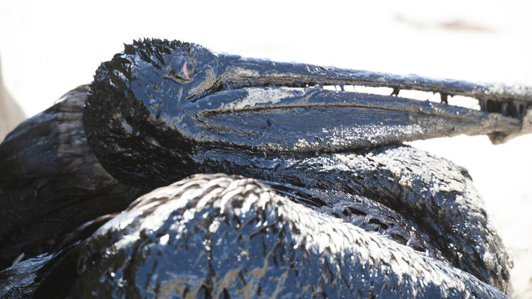 Oil-covered pelican