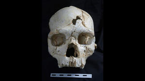 430,000-year-old skull suggests murder is an 'ancient human behavior'