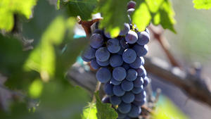 Supervisors approve temporary vineyard ban in Santa Monica Mountains