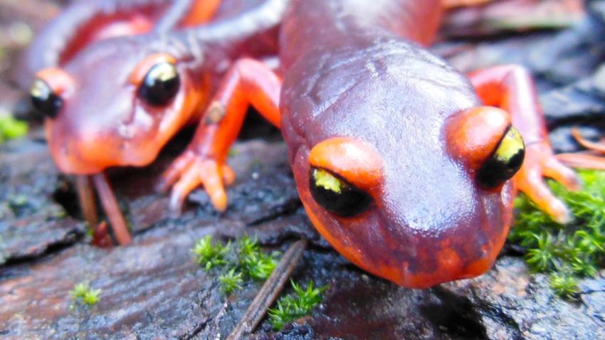 the Ensantina salamander
