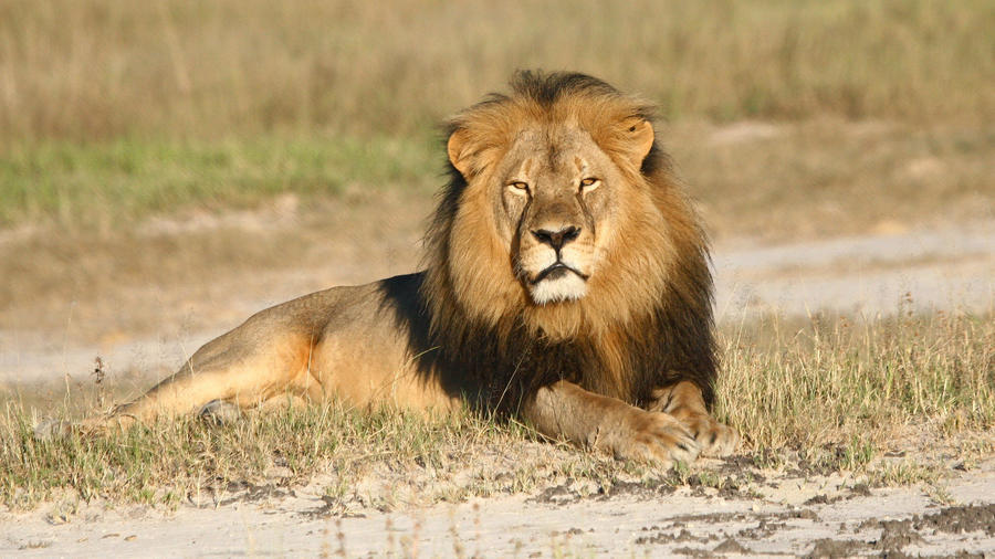 Cecil Lion Planned Parenthood