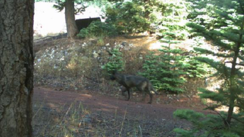 Lone gray wolf sighted in Siskiyou County