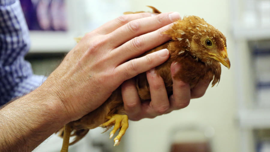 Finding safe homes for rescued backyard chickens