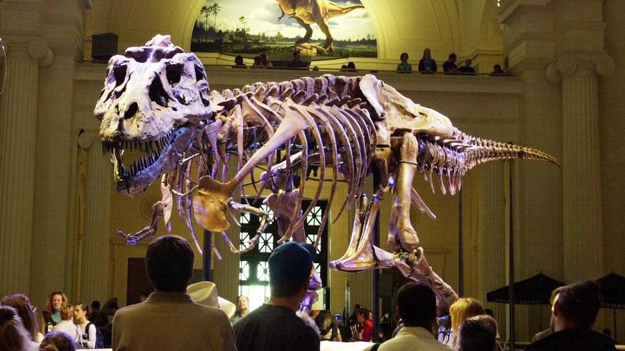 Field Museum Celebrates Sue the T. Rex's 25th Birthday 900x506
