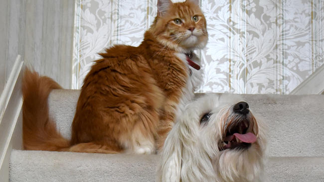 Readers' pet pictures: Atticus and Radley