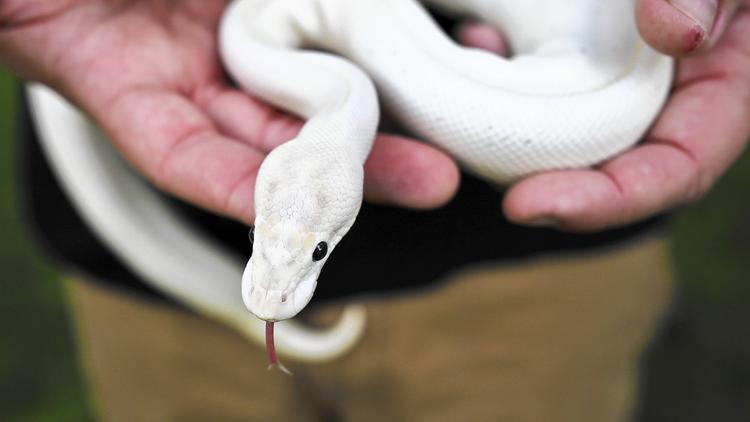 Snakes as service animals