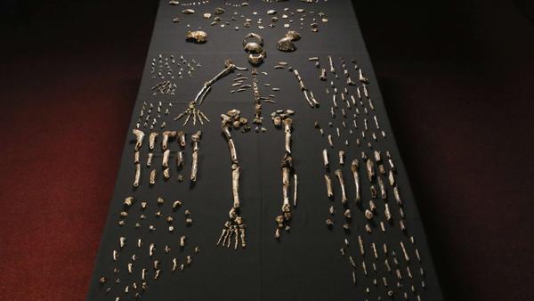 Homo naledi | Scientists discover new human species relative