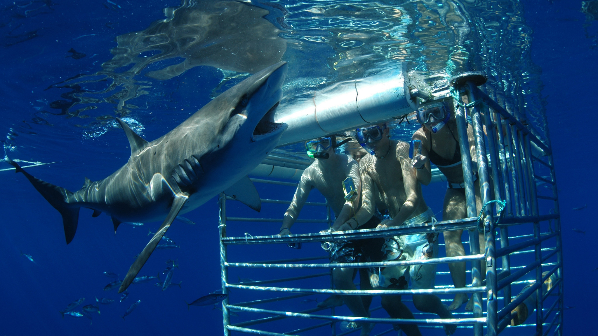 Forget Jaws Hawaiian Adventure Lets You Get Up Close With Sharks La Times
