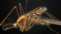State reports first West Nile Virus death of season