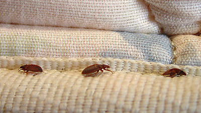 Family awarded more than $90,000 for bedbug infested apartment