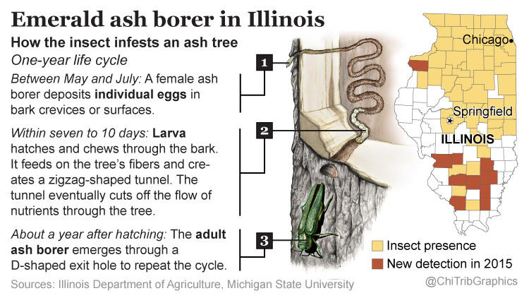 Emerald ash borer in Illinois (Graphic)