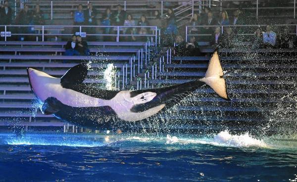 Are SeaWorld's Whales Better Off Staying In Their Glass...