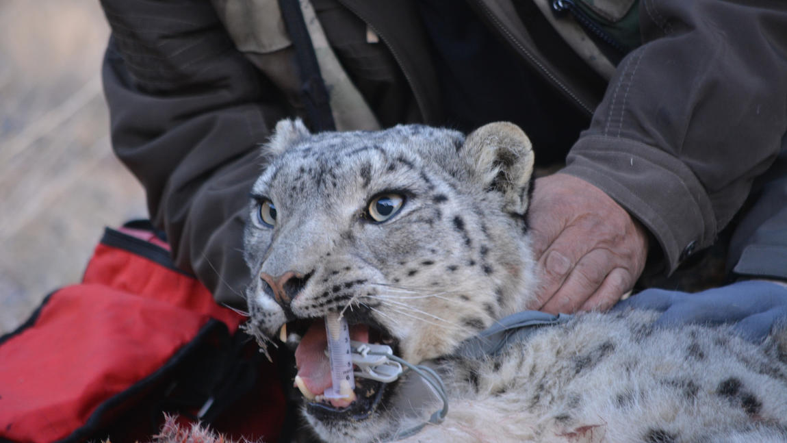 A snow leopard in Mongolia