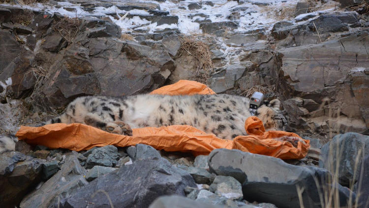 A sedated snow leopard