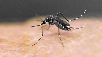 Zika virus: Latest news and updates