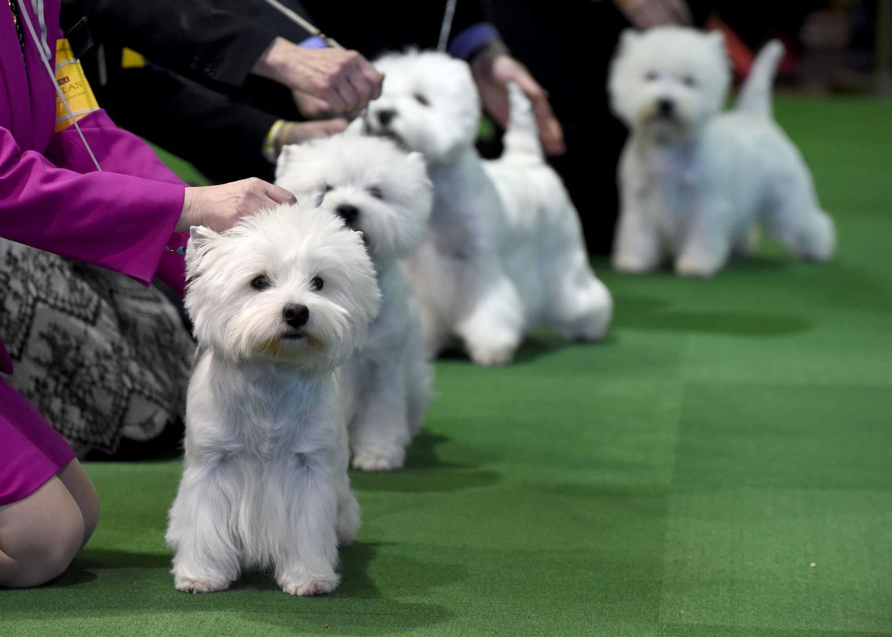 140th Westminster Kennel Club dog show - Los Angeles Times