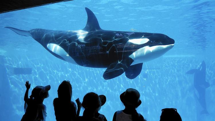 SeaWorld San Diego to add attraction