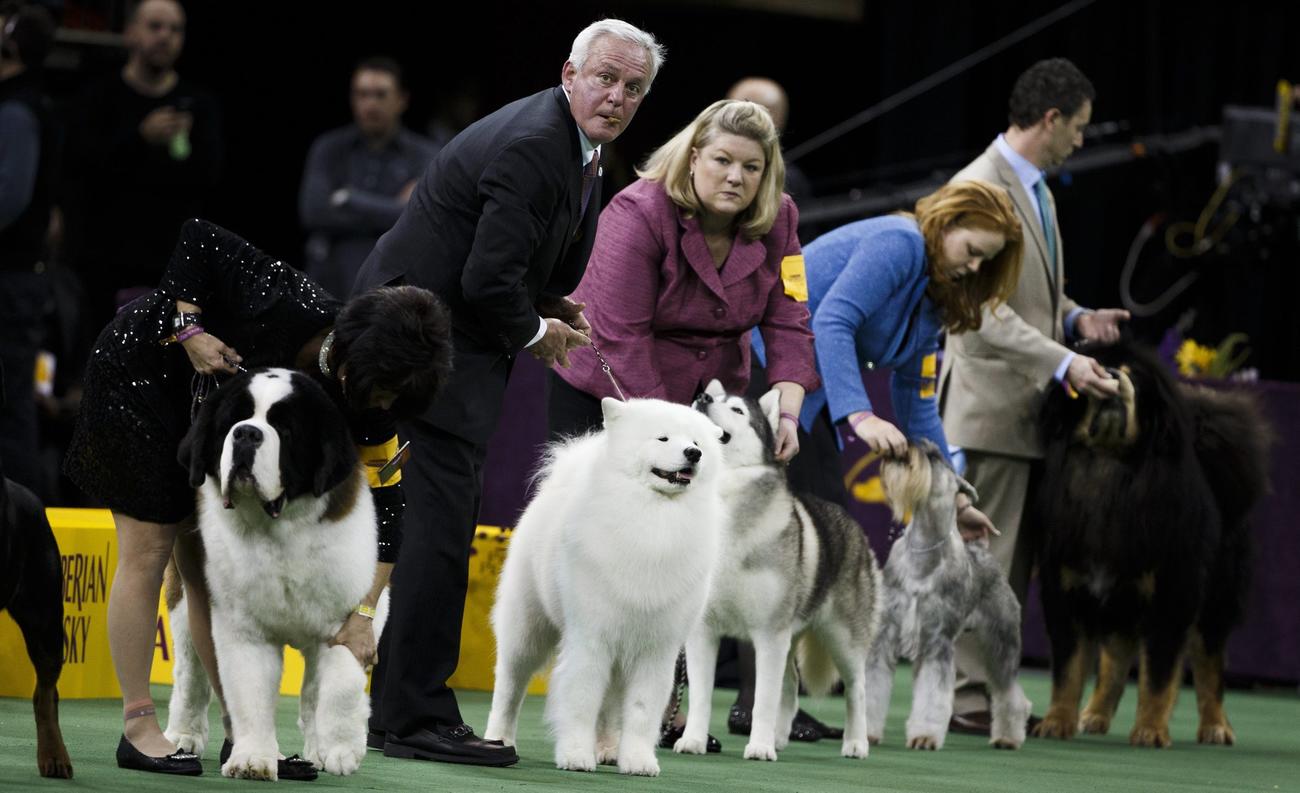 140th Westminster Kennel Club dog show - Los Angeles Times